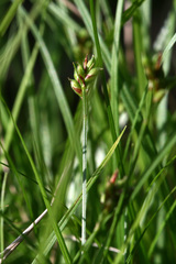 Carex deflexa