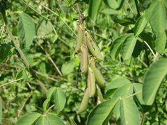 Crotalaria incana