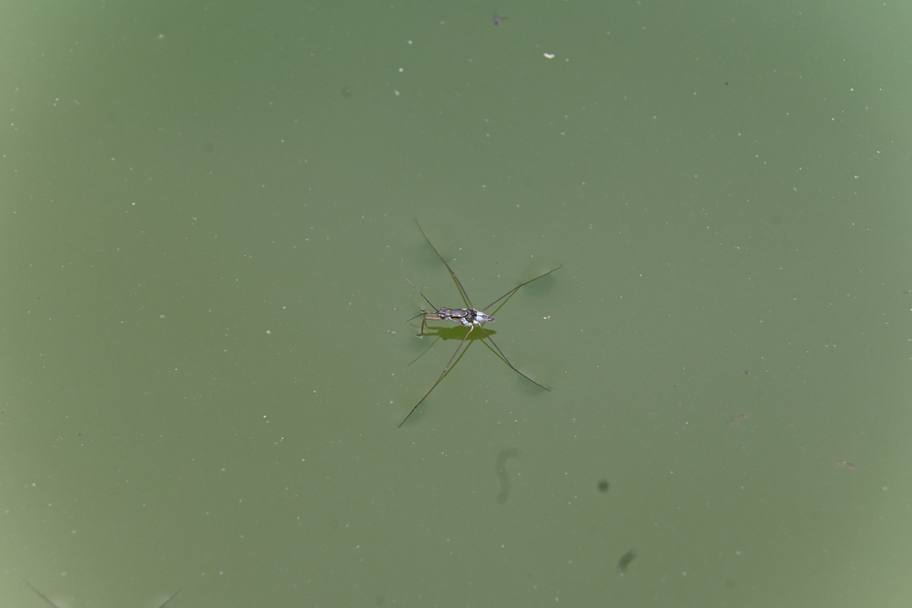 Limnogonus fossarum from Toa Payoh, Singapore on November 3, 2023 at 12 ...