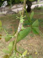 Umbonia