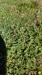 Ranunculus micranthus