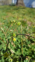 Ranunculus micranthus
