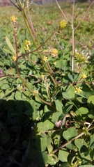 Ranunculus micranthus