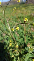 Ranunculus micranthus