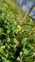 Ranunculus micranthus