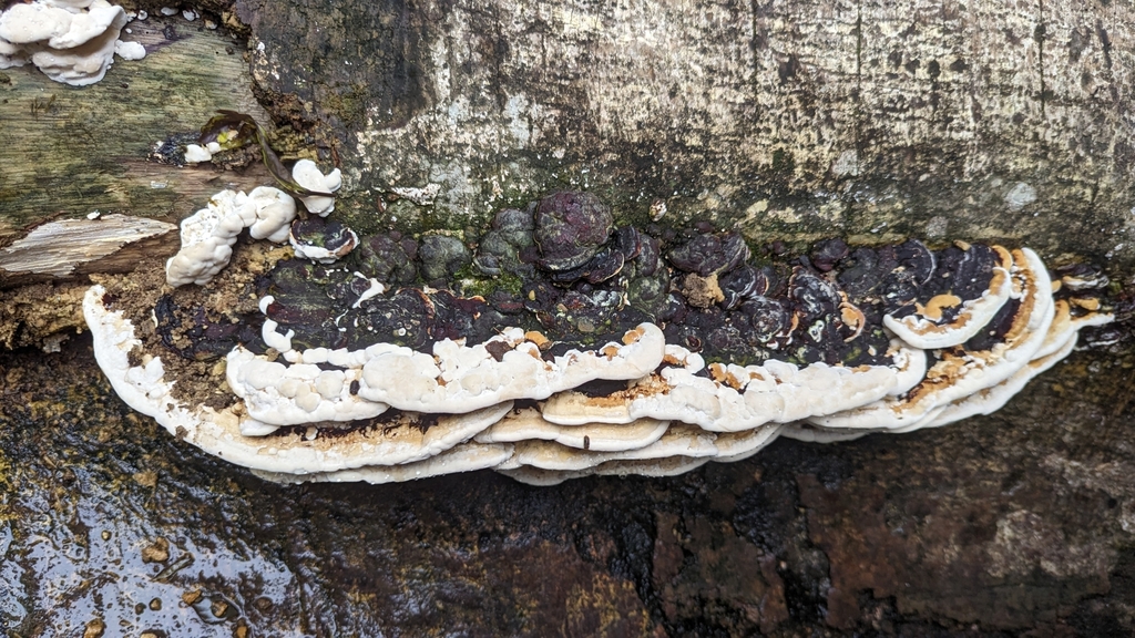 Earliella scabrosa · November 2023 · photo: © alan_rockefeller (iNaturalist, cc-by-sa)