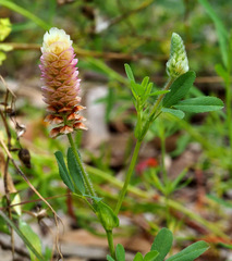 Trifolium billardierei