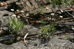 Erigeron hyssopifolius