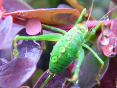 Leptophyes punctatissima