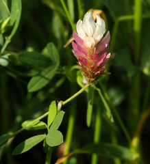 Trifolium philistaeum