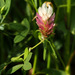 Trifolium philistaeum - Photo (c) Ron Frumkin, μερικά δικαιώματα διατηρούνται (CC BY-NC), uploaded by Ron Frumkin