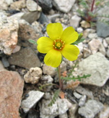 Mentzelia jonesii