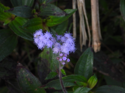 Ageratum houstonianum