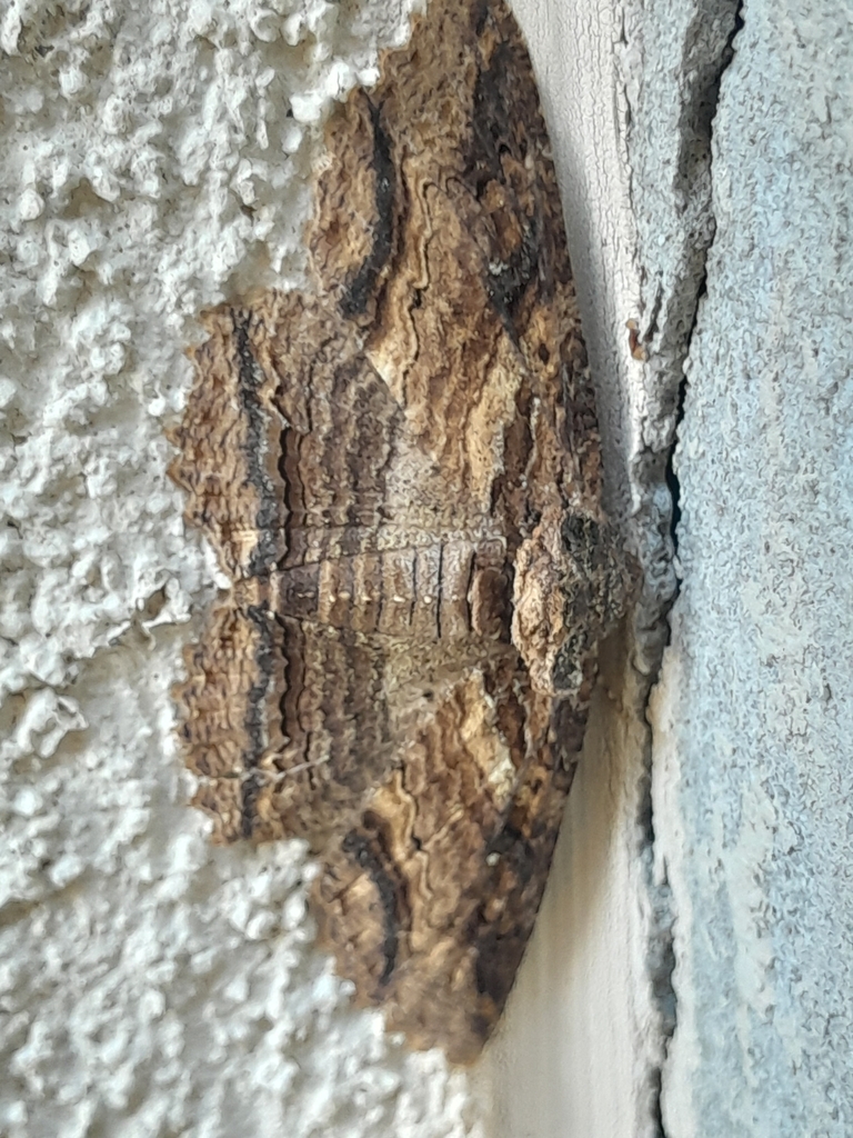 Lunate Zale Moth from Kure Beach, NC 28449, USA on November 20, 2023 at ...