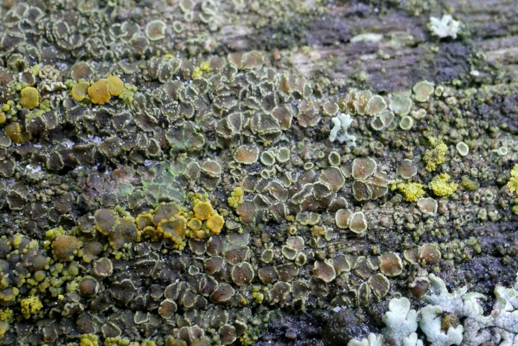 Lecanora saligna