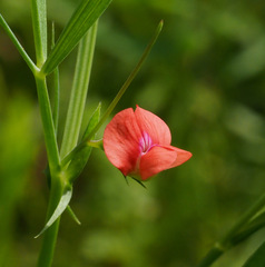 Lathyrus sphaericus