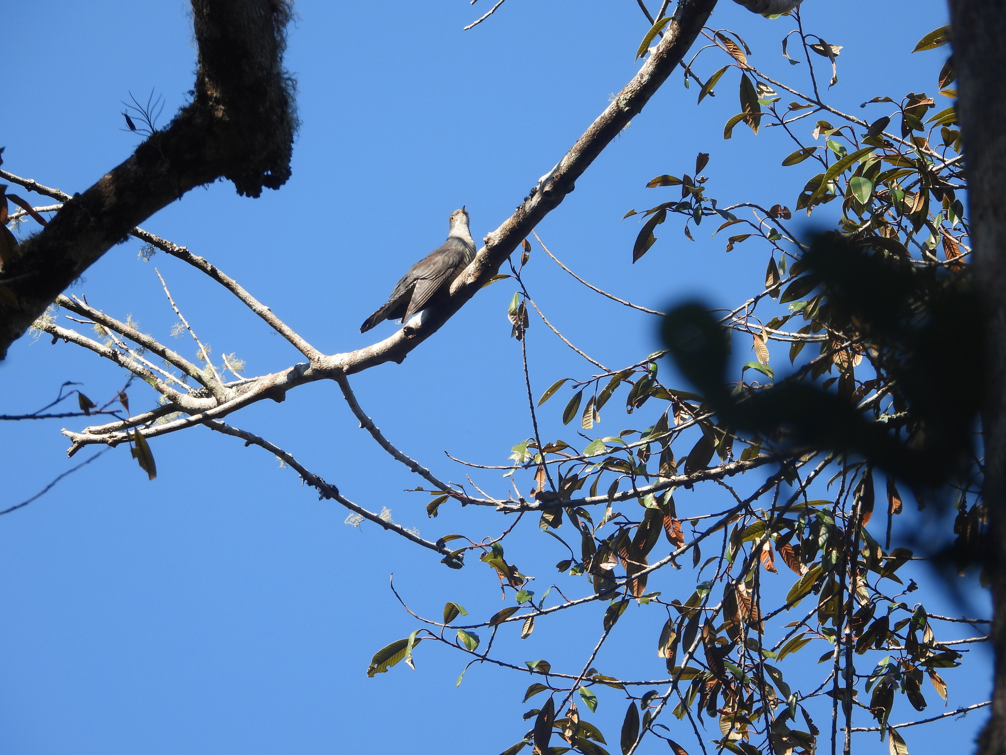 Madagascar Cuckoo (Cuculus rochii), photo 8