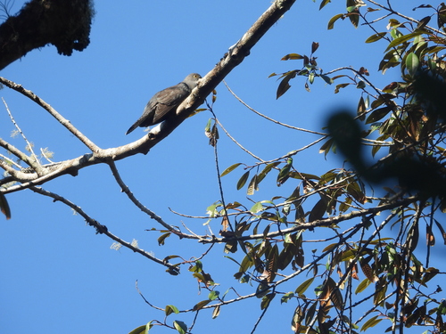 Madagascar Cuckoo (Cuculus rochii), photo 7