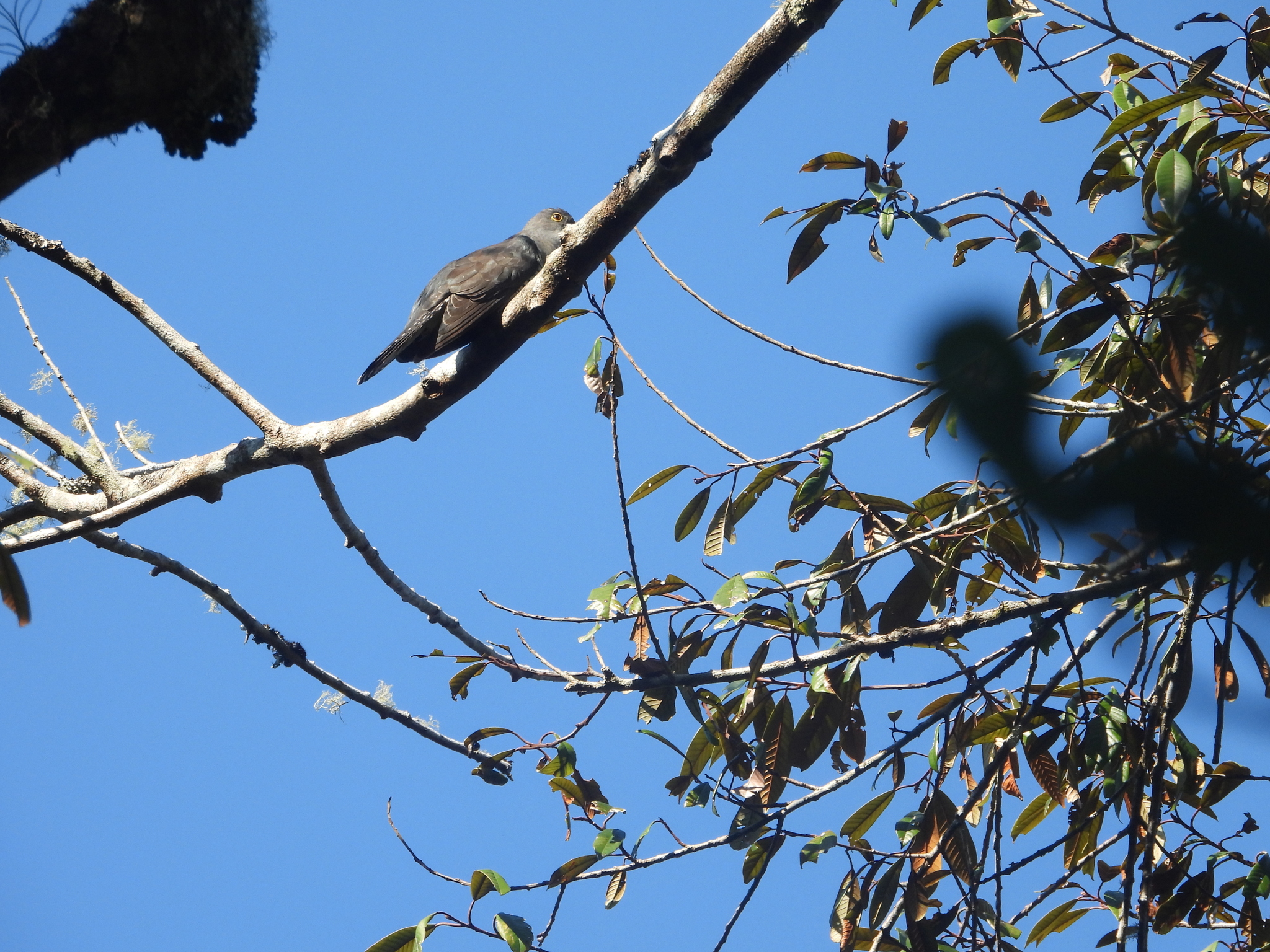 Madagascar Cuckoo (Cuculus rochii), photo 7