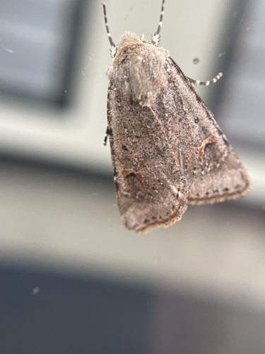 Fringed Dart photo 2