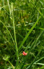 Lathyrus sphaericus
