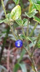 Saldinia myrtilloides