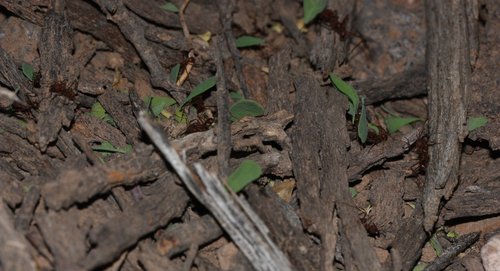 Chicatana Leafcutter Ant photo 6