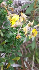 Crotalaria tanety