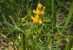 Lupinus luteus