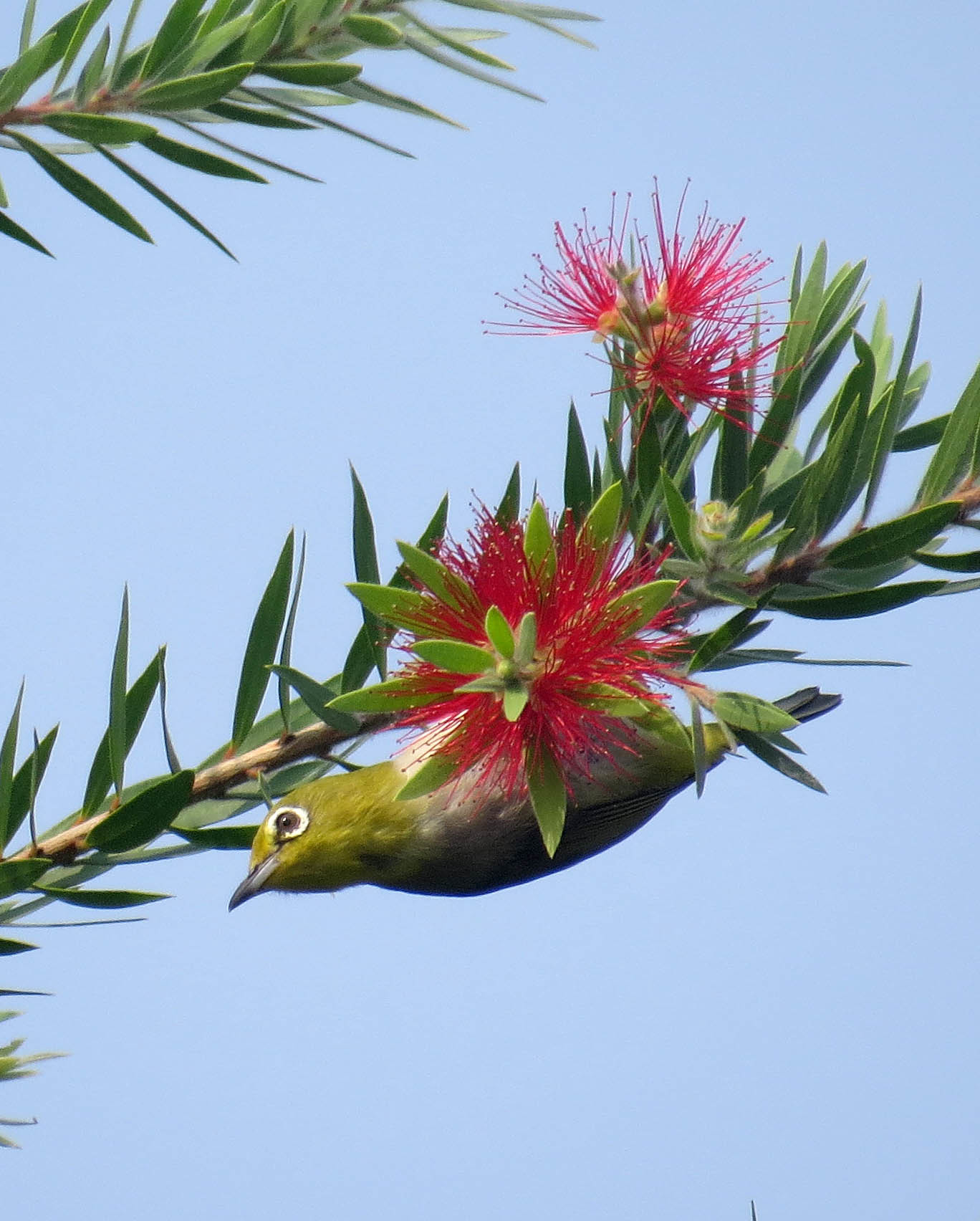 Swinhoe's White-eye
