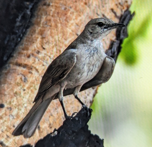 Pale Flycatcher (Agricola pallidus), photo 6