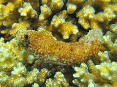 Holothuria fuscocinerea