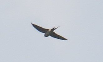 Eastern Red-rumped Swallow