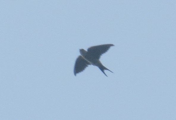 Eastern Red-rumped Swallow