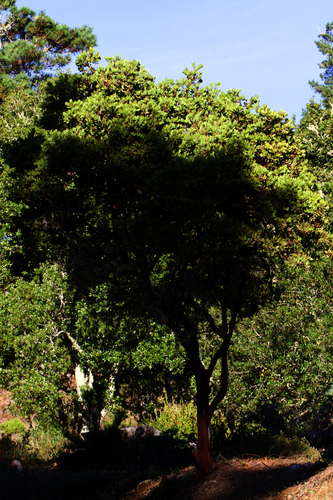 Image of Arctostaphylos virgata by (c) Arvel Hernandez, some rights reserved (CC BY)