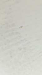 Planothidium hauckianum