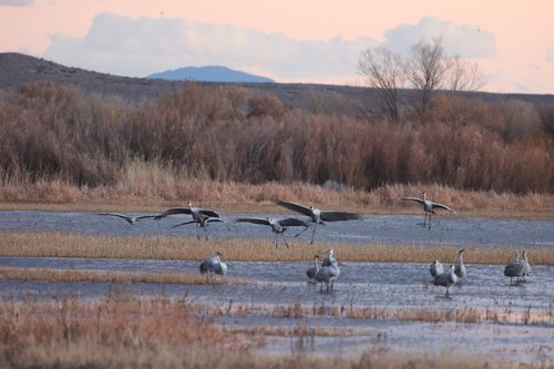 Sandhill Crane photographed in New Mexico