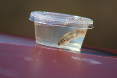 Umbra pygmaea