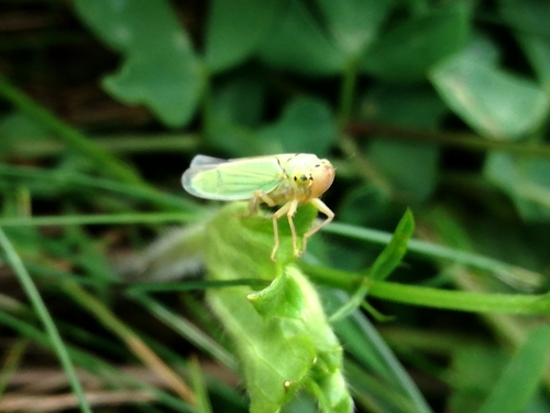 cikádka zelená (Cicadella viridis)