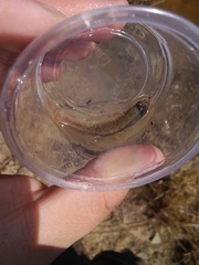 Umbra pygmaea