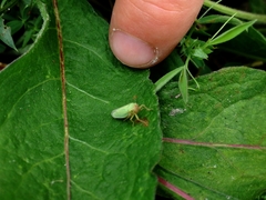 Cicadella