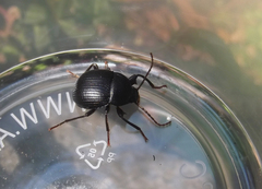 Accanthopus velikensis