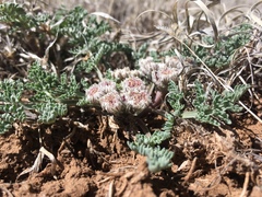Vesper constancei