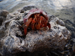 Coenobita perlatus