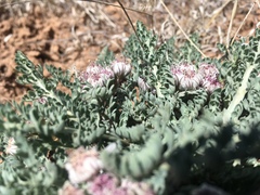 Vesper constancei