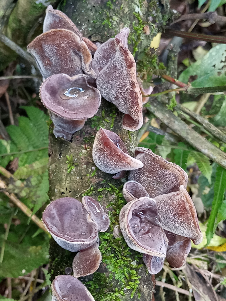 Auricularia cornea