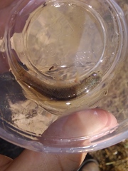 Umbra pygmaea