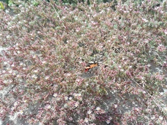 Vanessa cardui
