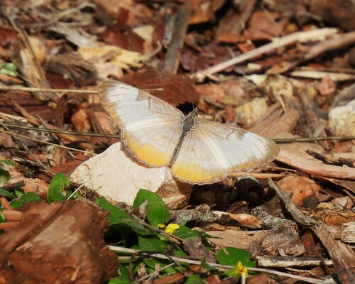 Common Mestra photo 5