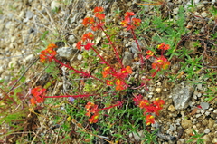 Euphorbia petrophila